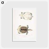 2-72_Indian-Zoology_hagaki