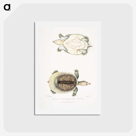 2-72_Indian-Zoology_hagaki