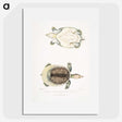 2-72_Indian-Zoology_picture