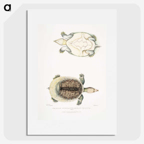 2-72_Indian-Zoology_picture