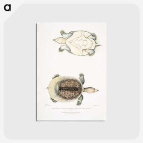 2-72_Indian-Zoology_postcard