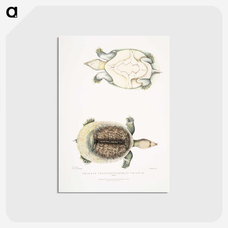 2-72_Indian-Zoology_postcard