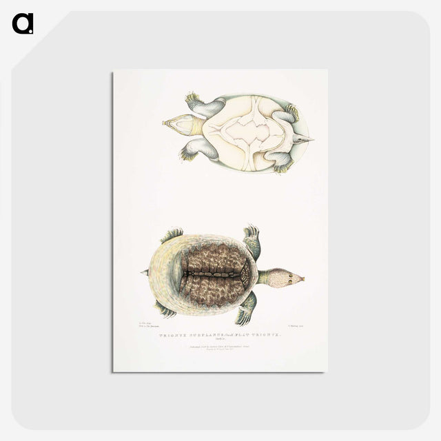2-72_Indian-Zoology_postcard