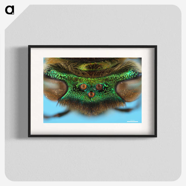 2-72_Insects-Unlocked-Project_blk