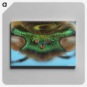 2-72_Insects-Unlocked-Project_canvas