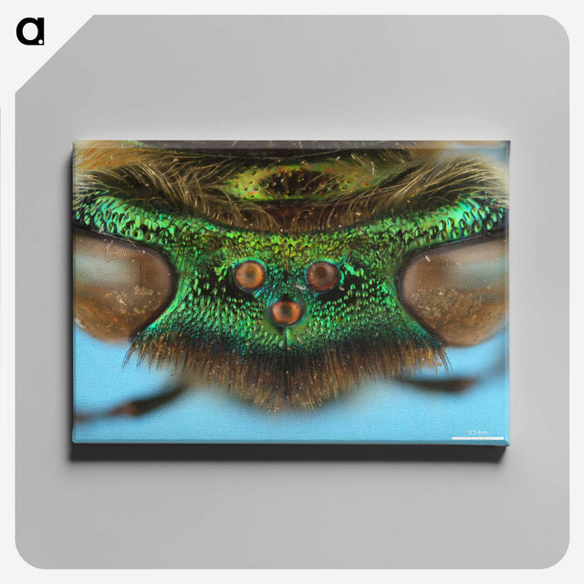 2-72_Insects-Unlocked-Project_canvas