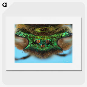 2-72_Insects-Unlocked-Project_picture