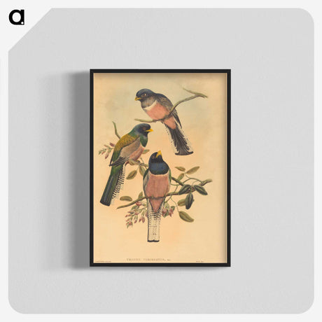 2-72_John-Gould_blk-crop
