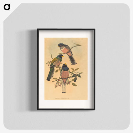 2-72_John-Gould_blk