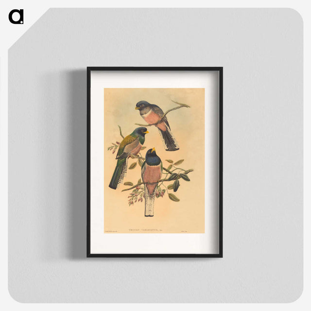 2-72_John-Gould_blk