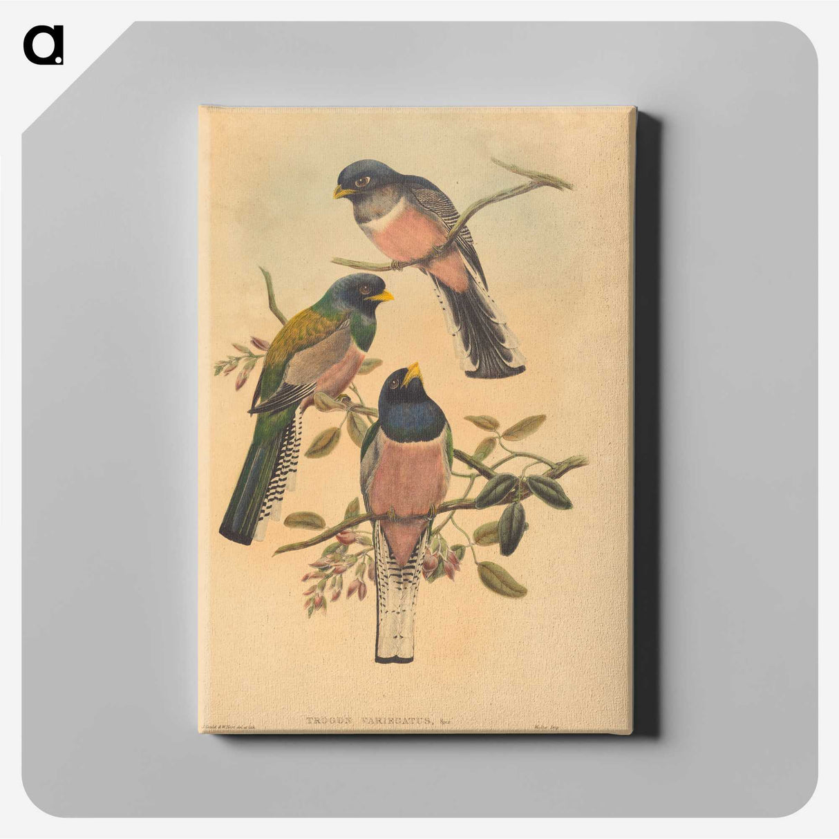 2-72_John-Gould_canvas