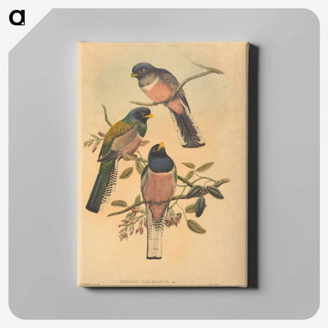 2-72_John-Gould_canvas