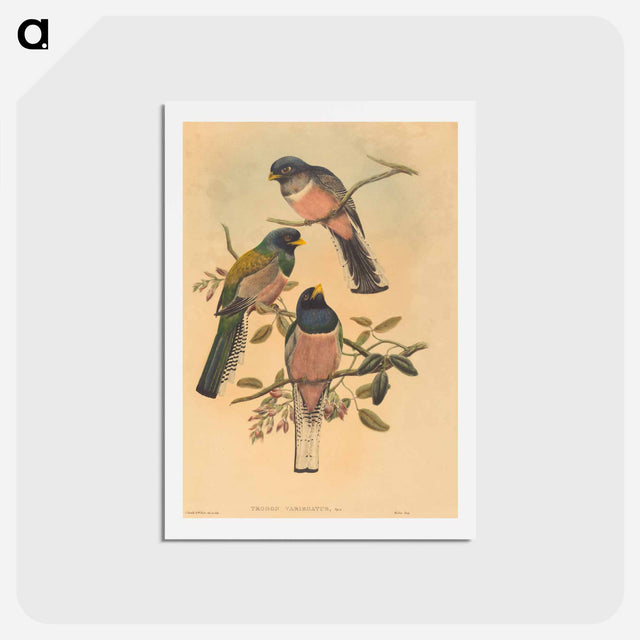 アートポストカード-Trogan Variegatus
 - ジョン グールド Postcard.