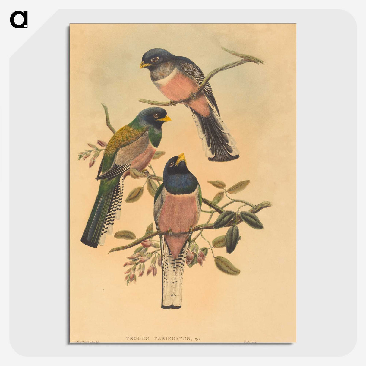 2-72_John-Gould_picture-crop