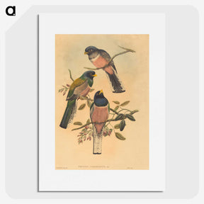 2-72_John-Gould_picture