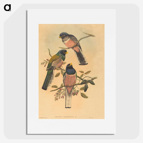 2-72_John-Gould_picture