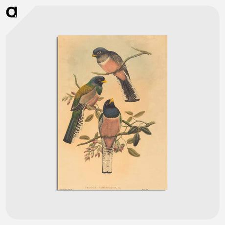 アートポストカード-Trogan Variegatus
 - ジョン グールド Postcard.