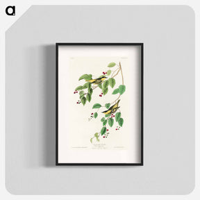 アートポスター-Carbonated Warbler
 - ジョン ジェームス オーデュボン Poster.