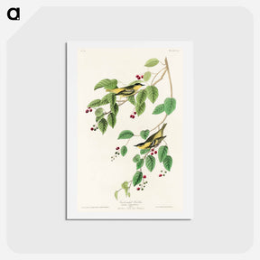 アートポストカード-Carbonated Warbler
 - ジョン ジェームス オーデュボン Postcard.