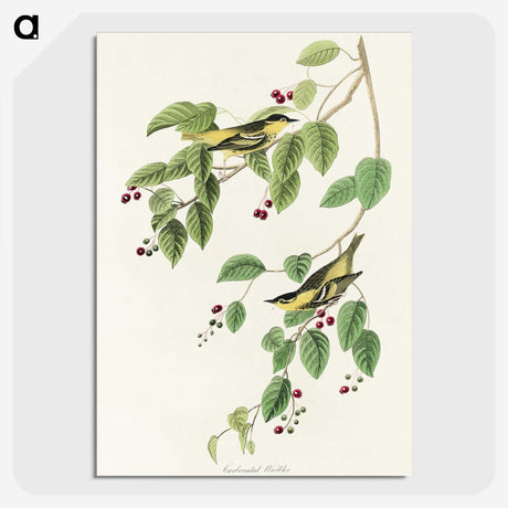 2-72_John-James-Audubon_picture-crop