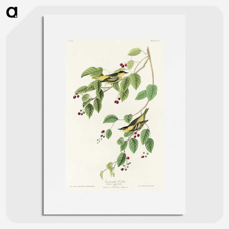 2-72_John-James-Audubon_picture