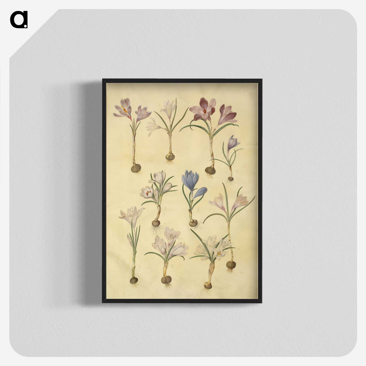 2-72_Maria-Sibylla-Merian_blk-crop