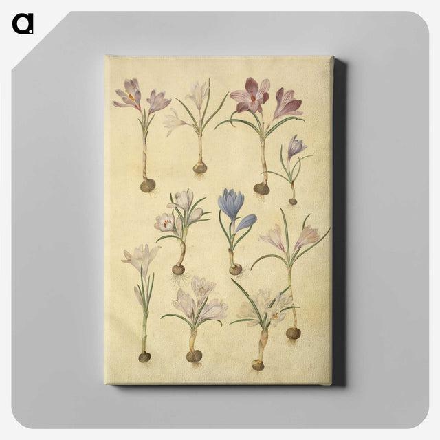 2-72_Maria-Sibylla-Merian_canvas