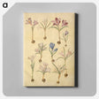 アートパネル-Crocus Vernus
 - マリア ジビーラ メーリアン Canvas.
