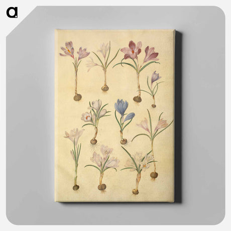 アートパネル-Crocus Vernus
 - マリア ジビーラ メーリアン Canvas.