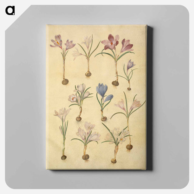アートパネル-Crocus Vernus
 - マリア ジビーラ メーリアン Canvas.