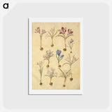 アートポストカード-Crocus Vernus
 - マリア ジビーラ メーリアン Postcard.