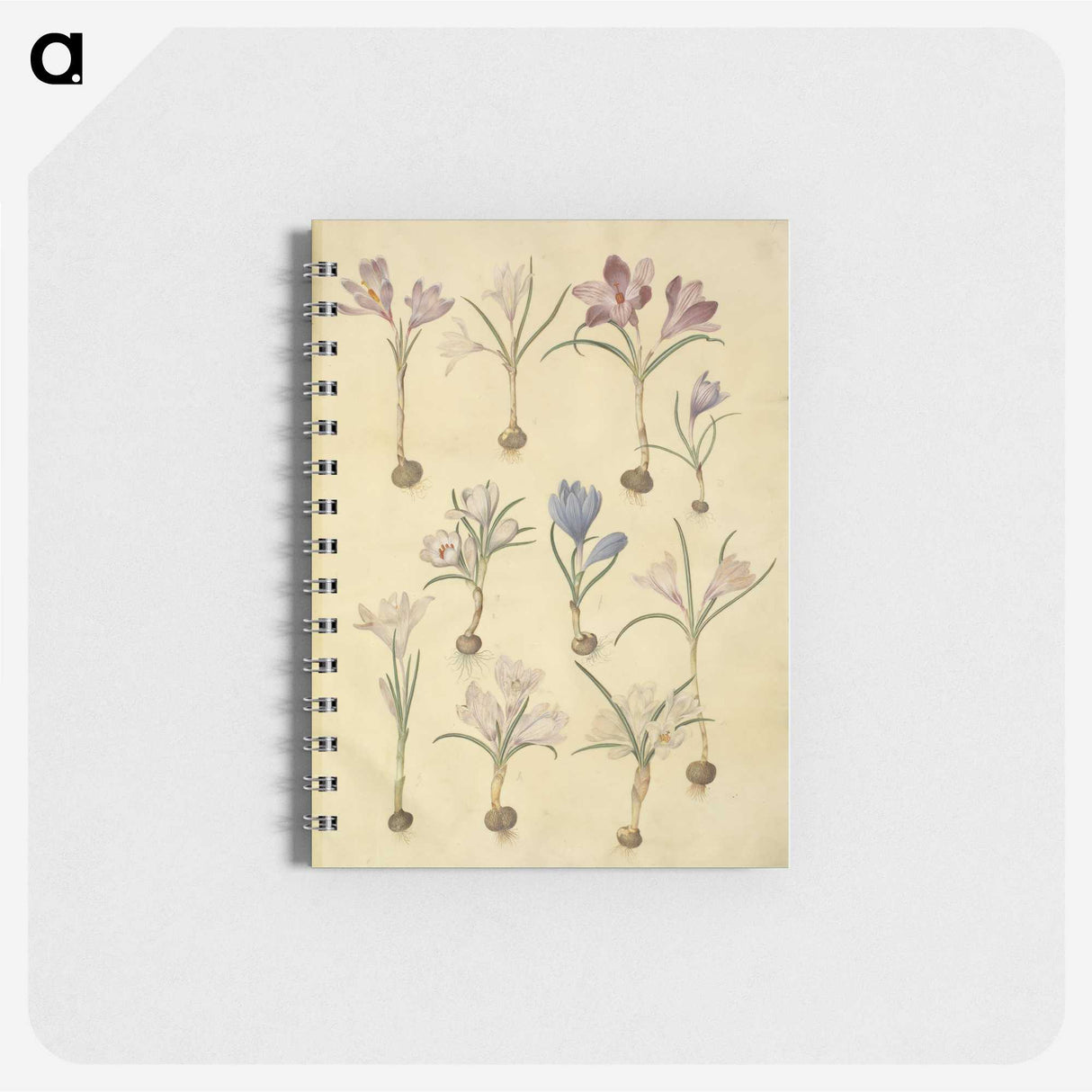 2-72_Maria-Sibylla-Merian_memo