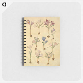 アートメモ帳-Crocus Vernus
 - マリア ジビーラ メーリアン Memo.