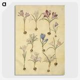 2-72_Maria-Sibylla-Merian_picture-crop