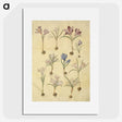 2-72_Maria-Sibylla-Merian_picture