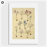 2-72_Maria-Sibylla-Merian_picture