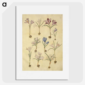2-72_Maria-Sibylla-Merian_picture