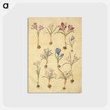 アートポストカード-Crocus Vernus
 - マリア ジビーラ メーリアン Postcard.