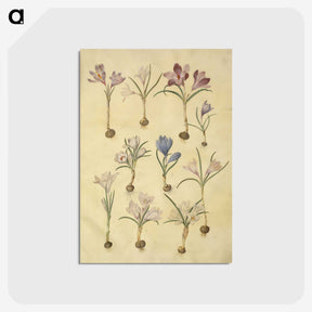 2-72_Maria-Sibylla-Merian_postcard