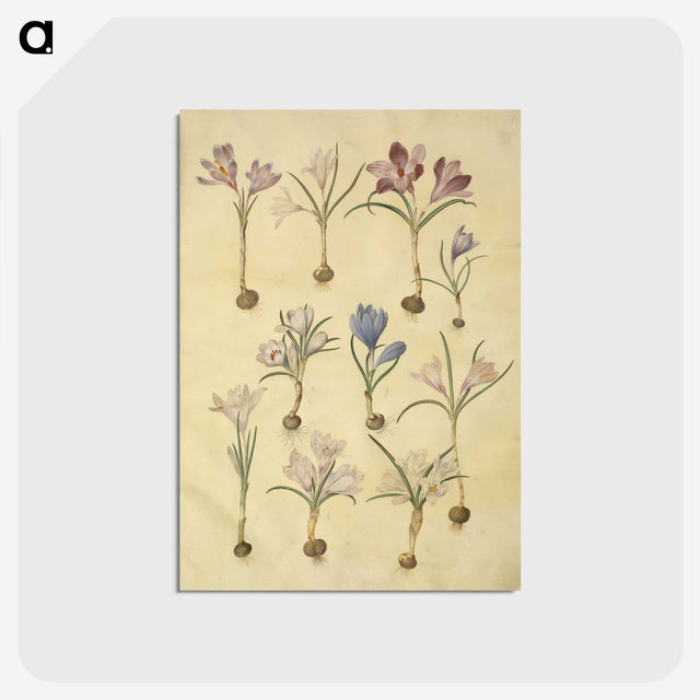 2-72_Maria-Sibylla-Merian_postcard