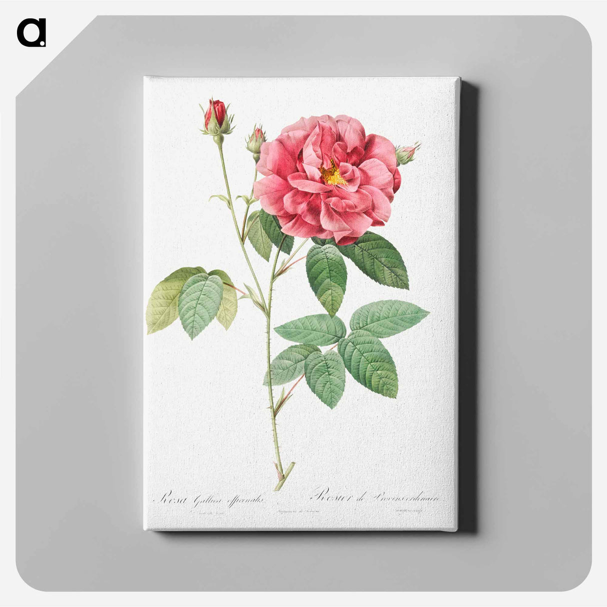 アートパネル-French Rose - ピエール ジョゼフ ルドゥーテ Canvas.