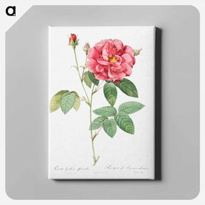 アートパネル-French Rose - ピエール ジョゼフ ルドゥーテ Canvas.