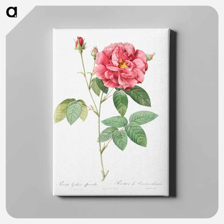 アートパネル-French Rose - ピエール ジョゼフ ルドゥーテ Canvas.