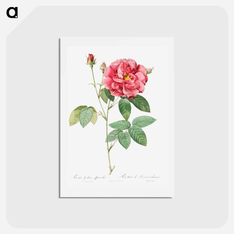 アートポストカード-French Rose - ピエール ジョゼフ ルドゥーテ Postcard.