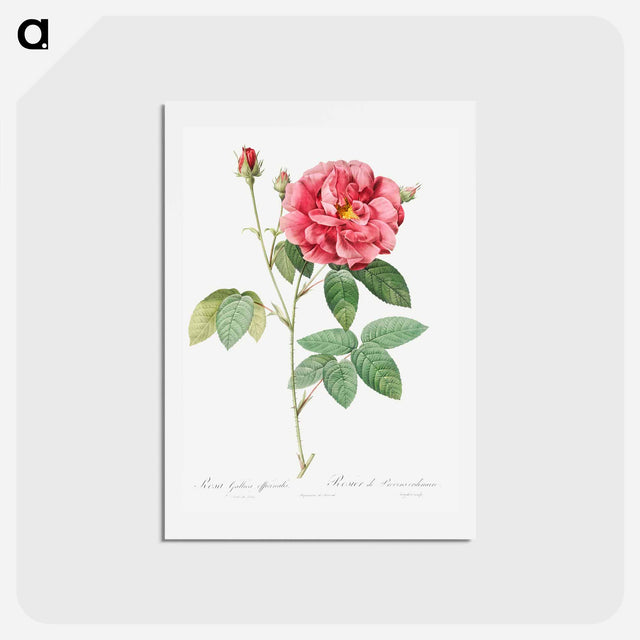 アートポストカード-French Rose - ピエール ジョゼフ ルドゥーテ Postcard.