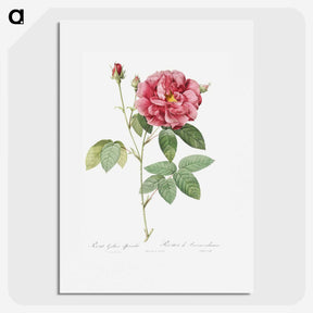 2-72_Pierre-Joseph-Redoute_picture
