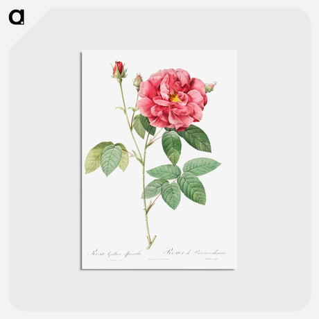 アートポストカード-French Rose - ピエール ジョゼフ ルドゥーテ Postcard.