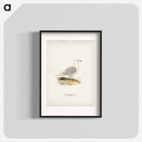 アートポスター-Larus Leucopterus
 - スヴェンスカ フォグラル Poster.