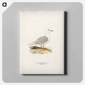 アートパネル-Larus Leucopterus
 - スヴェンスカ フォグラル Canvas.