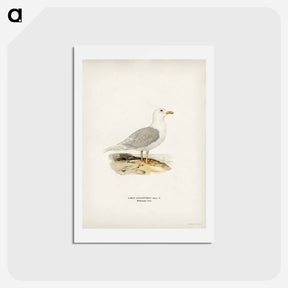 アートポストカード-Larus Leucopterus
 - スヴェンスカ フォグラル Postcard.